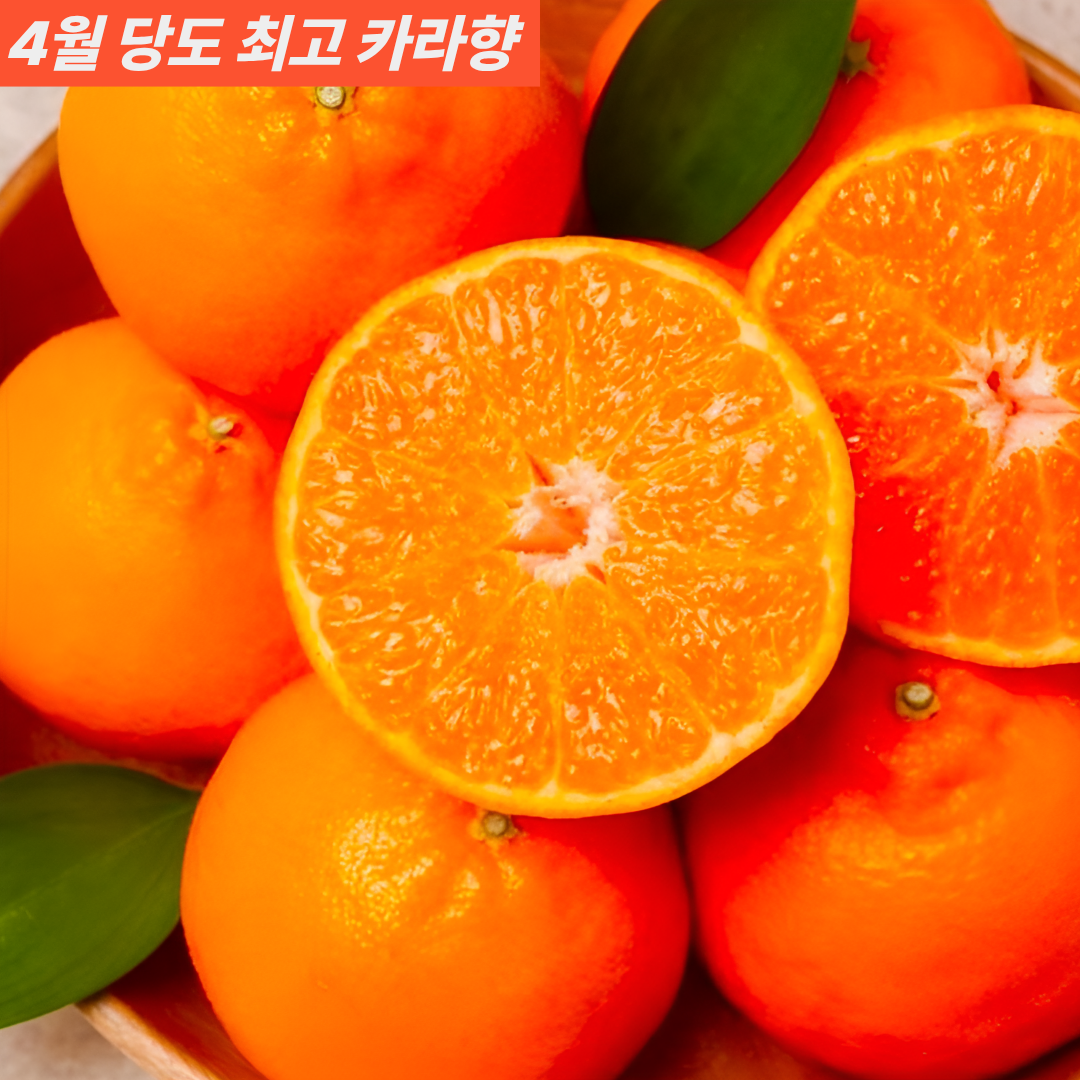 [재구매율 1위] 15brix 초고당도 제주 산지직송 조생 하우스 감귤 14,900원