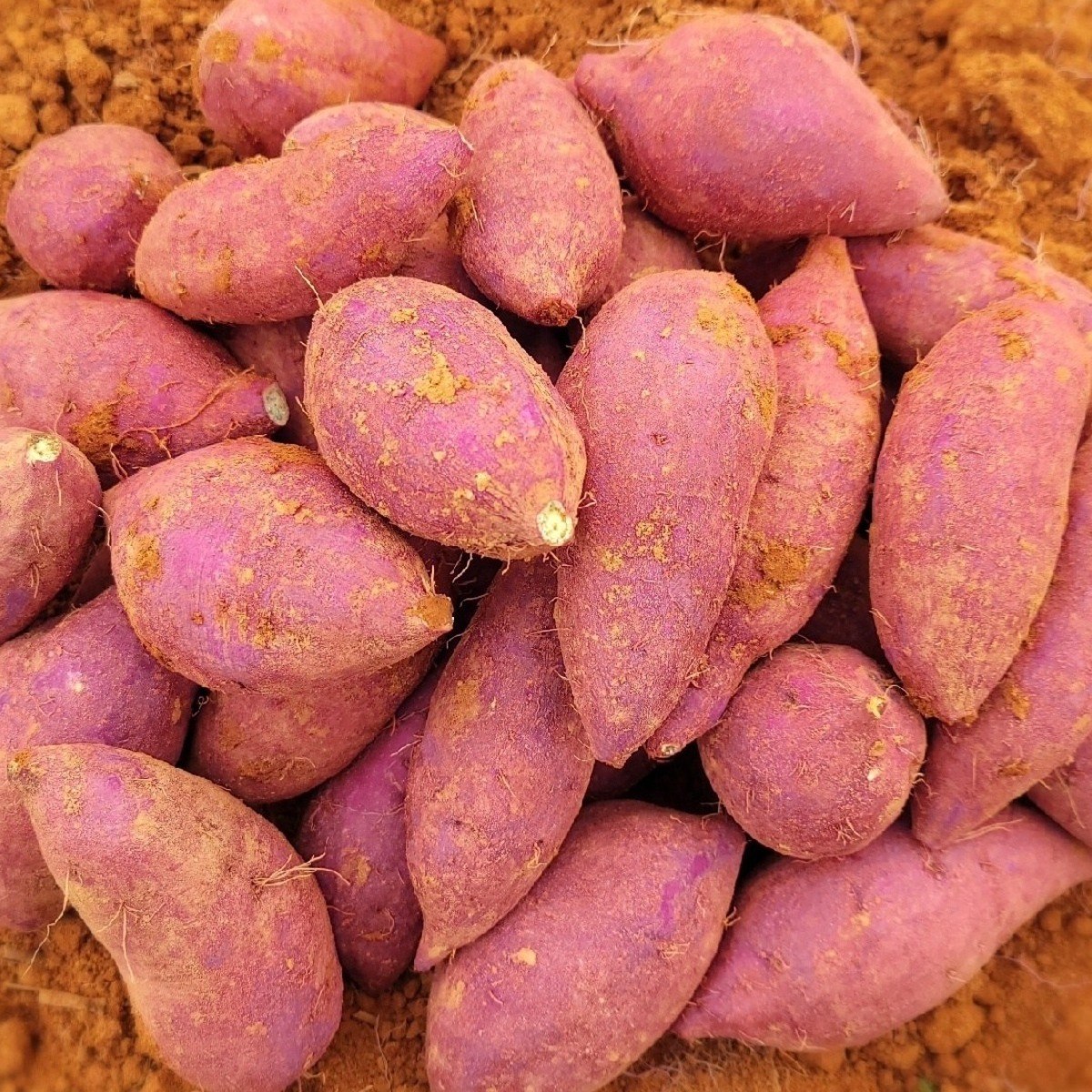 2025년 해남 퍽퍽한 햇밤고구마 산지직송 다디달다 2kg 3kg 5kg 10kg, 1개, 밤고구마 중상5kg 18,900원