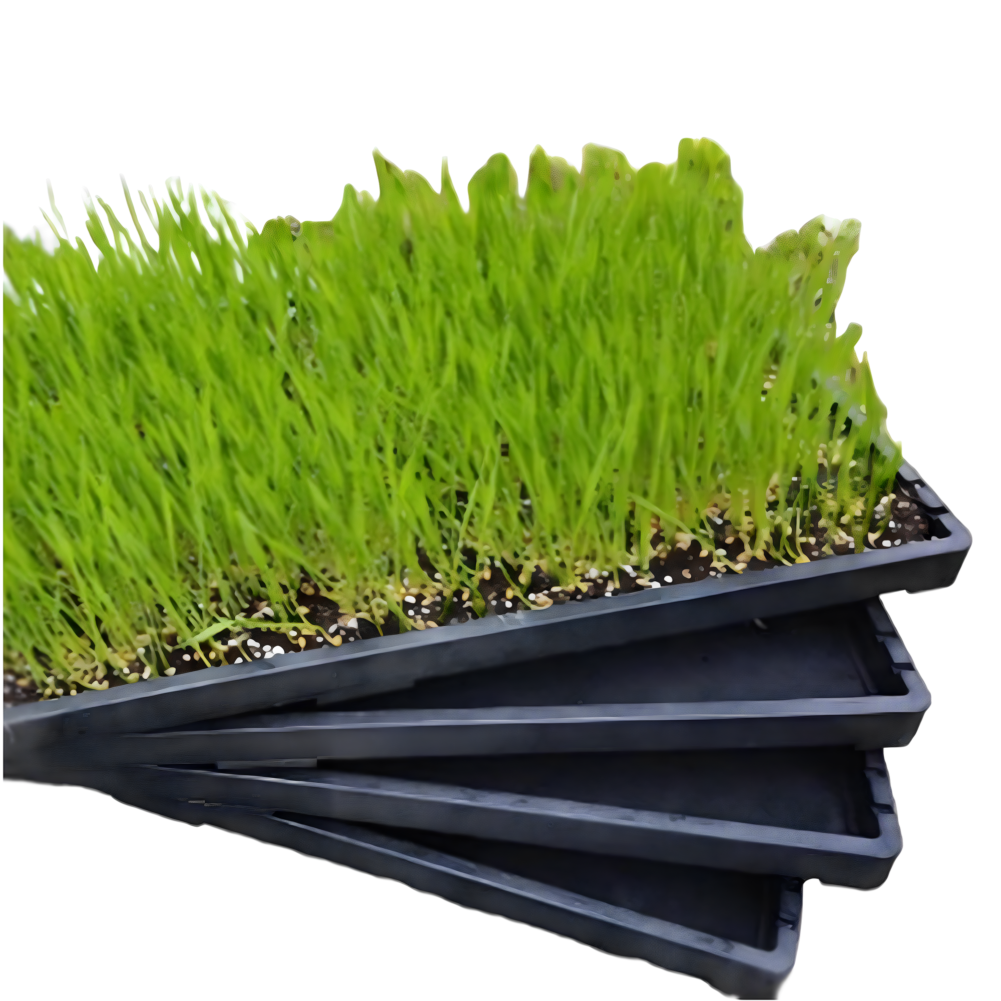 새싹 보리 재배기 재배기 5매, 씨앗200g포함, 5개 24,900원