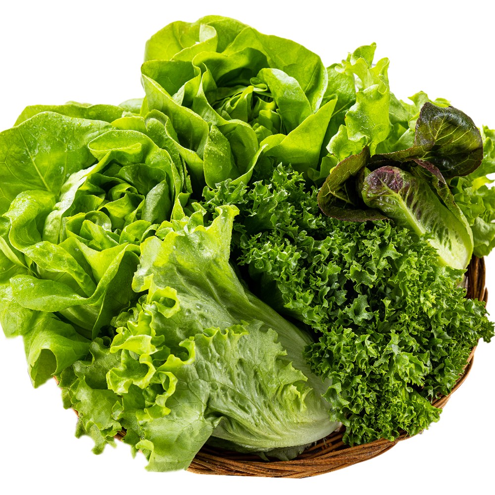 [GAP인증] 당일수확 유러피안 샐러드(4종) 9,920원