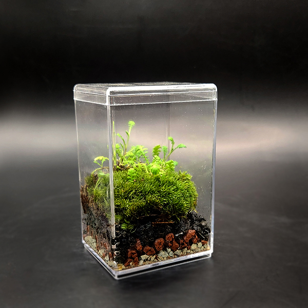 미니 테라리움 키트 좀넝쿨고사리 비단이끼 더숲 BOM 이끼 테라리움세트 만들기 8,000원