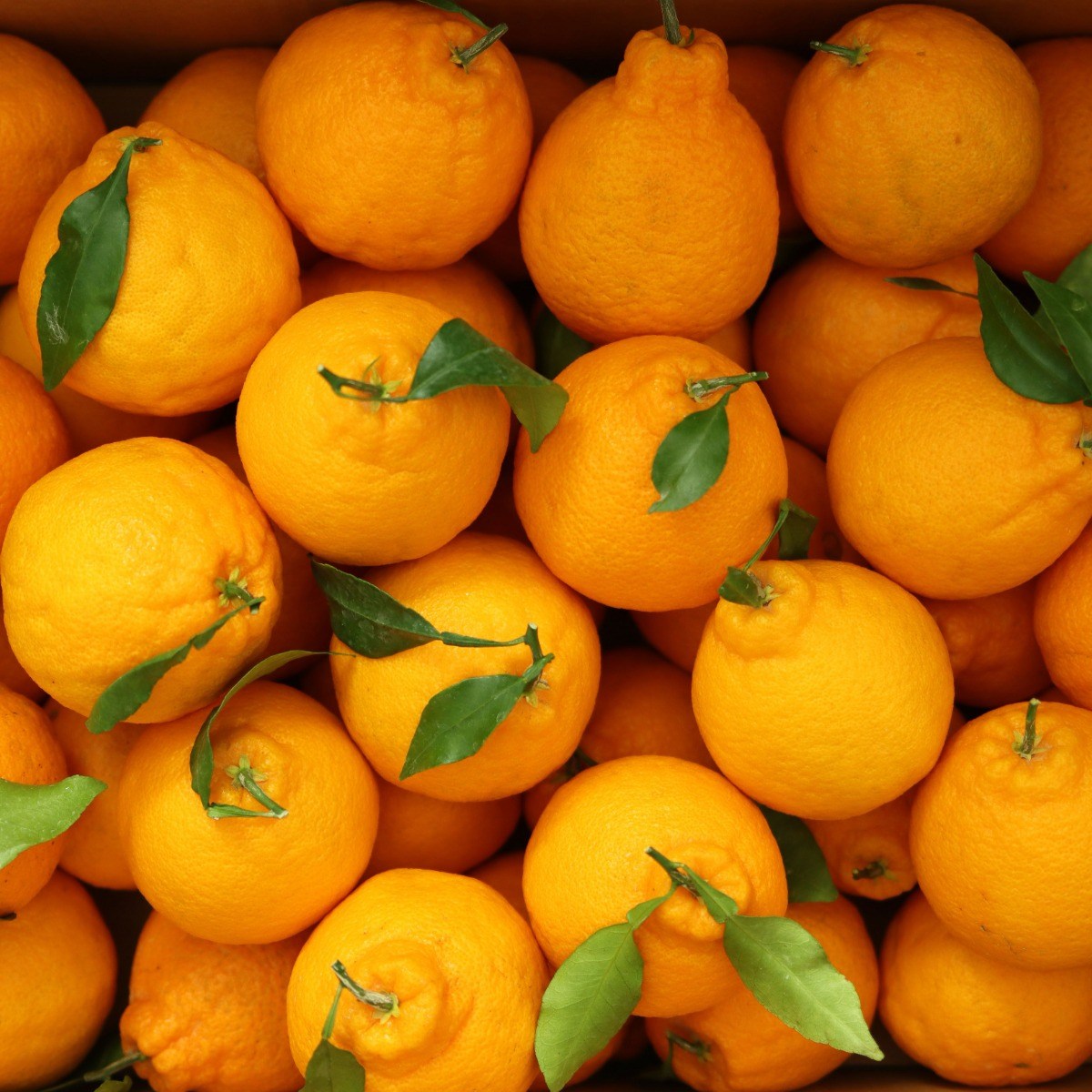 미소진 새콤달콤 제주 한라봉 랜덤과 50,800원