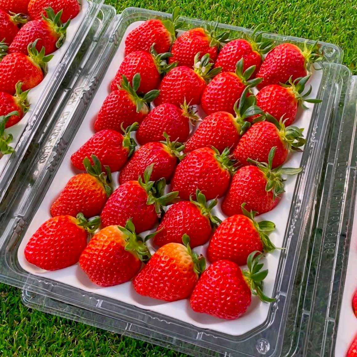 13brix이상 프리미엄 설향 딸기 35,900원