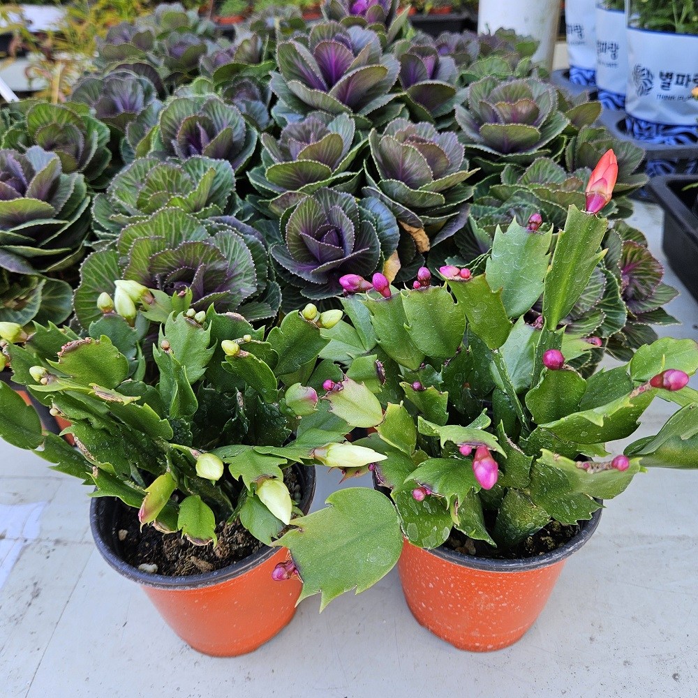 개발선인장 분홍 흰색 개발선인장 소품 (20cm 미만), 1개, 분홍 5,000원