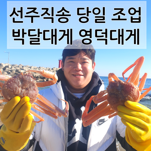 (산지직송)  활대게 자숙대게 포항 국산 대게 영덕 박달대게 349,900원