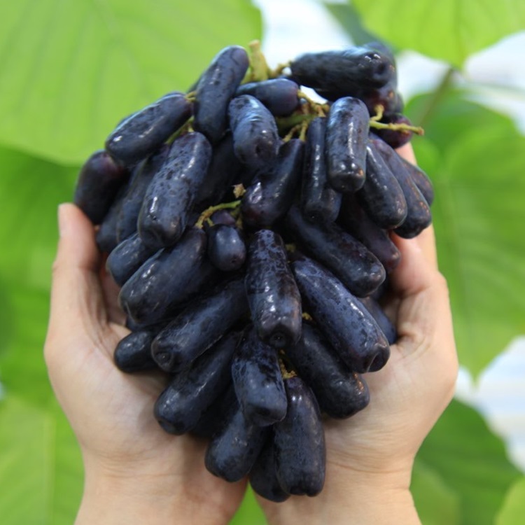 수입산 블랙사파이어 포도 씨없는 가지 포도 고당도 가지포도 생과, 1개, 400g 8,370원