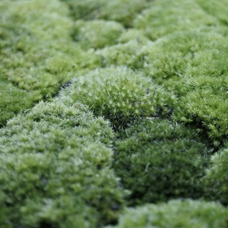 국산 비단이끼 미니분경 19,770원