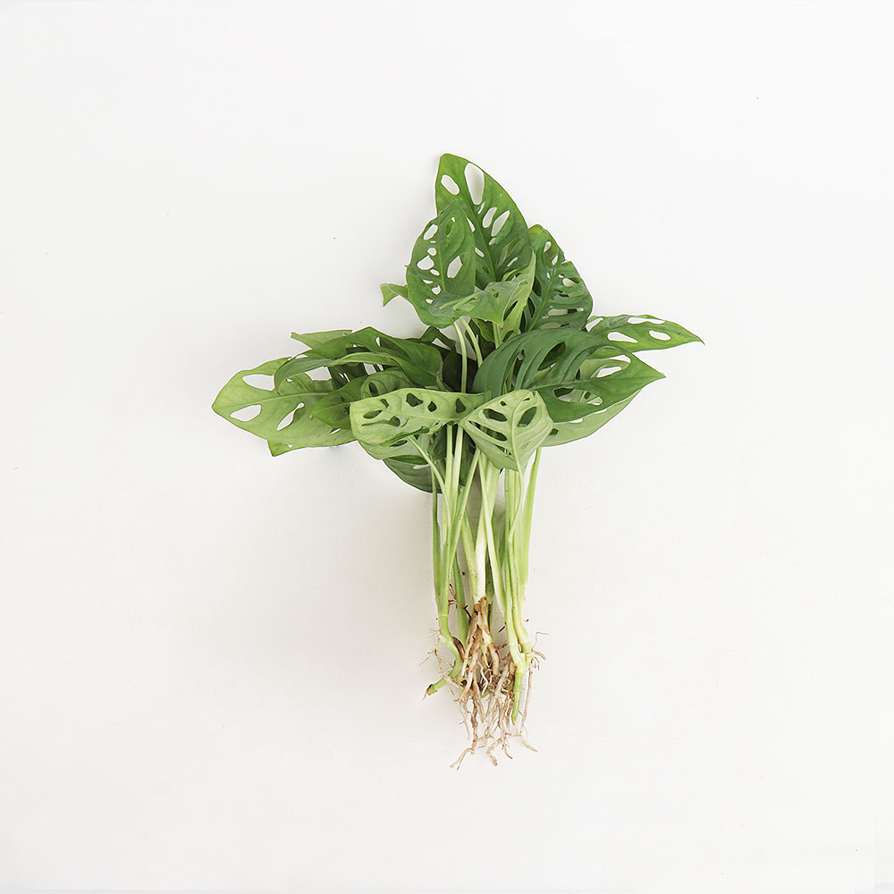 갑조네 수경재배 세척 식물 수중 수생 테이블야자 diy 플랜테리어, 1개 10,400원