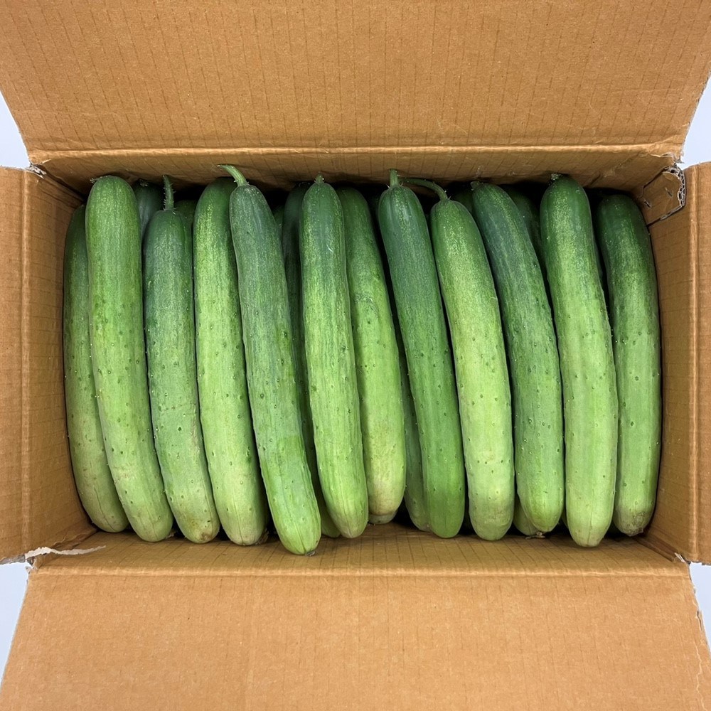 클릭마켓 백오이 상등급 15개 30개 백 다다기 오이 오이지 용, 30개 31,500원