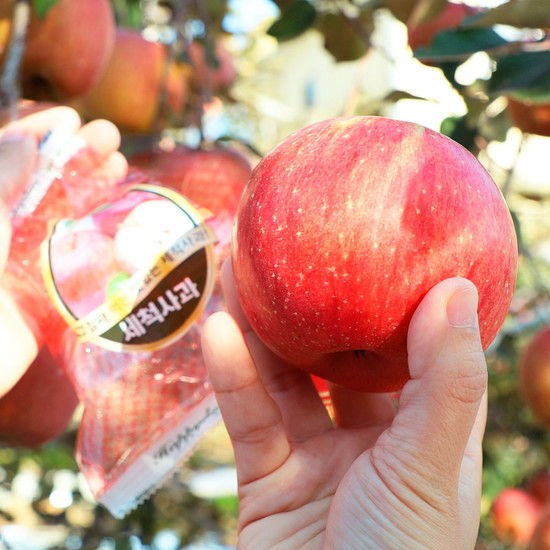 [오늘아침사과] 오늘아침 세척사과 2.5kg 11과 x 2박스 총 22과 46,900원