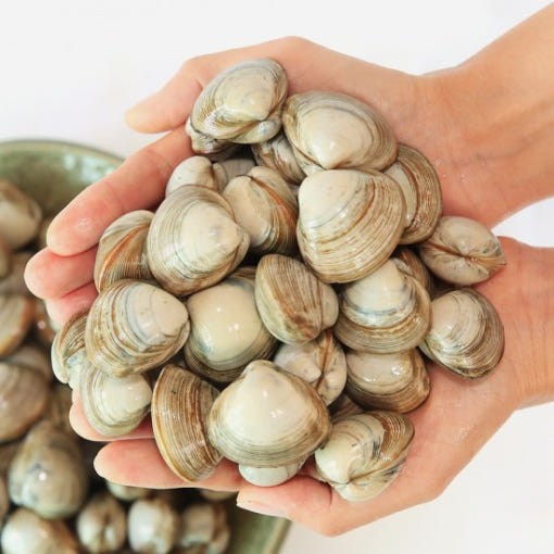 살아있는 활 동죽 유네스코 생물권보전지역 청정 고창 하전 갯벌에서 생산 하전수산 93,500원