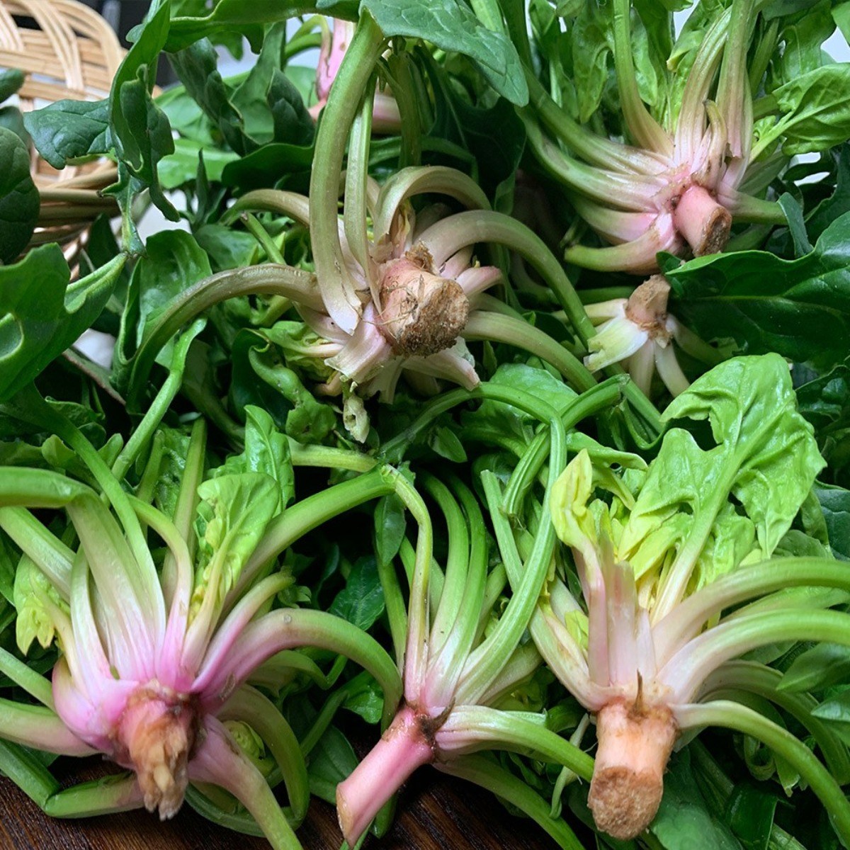 [당일발송 특가] 스마일 섬초 남해 보물초 시금치, 1개, 1kg 10,900원