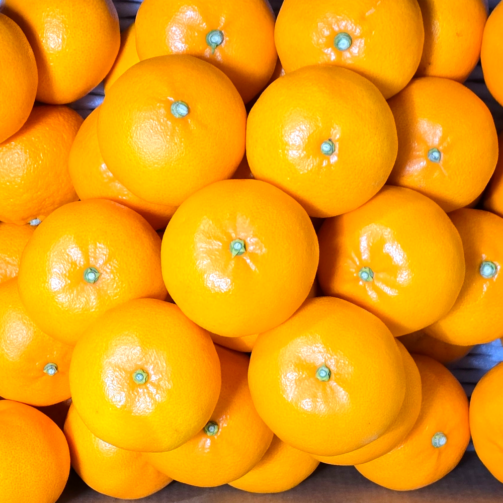 14brix 천혜향 당도선별 제주 고당도특품 32,320원