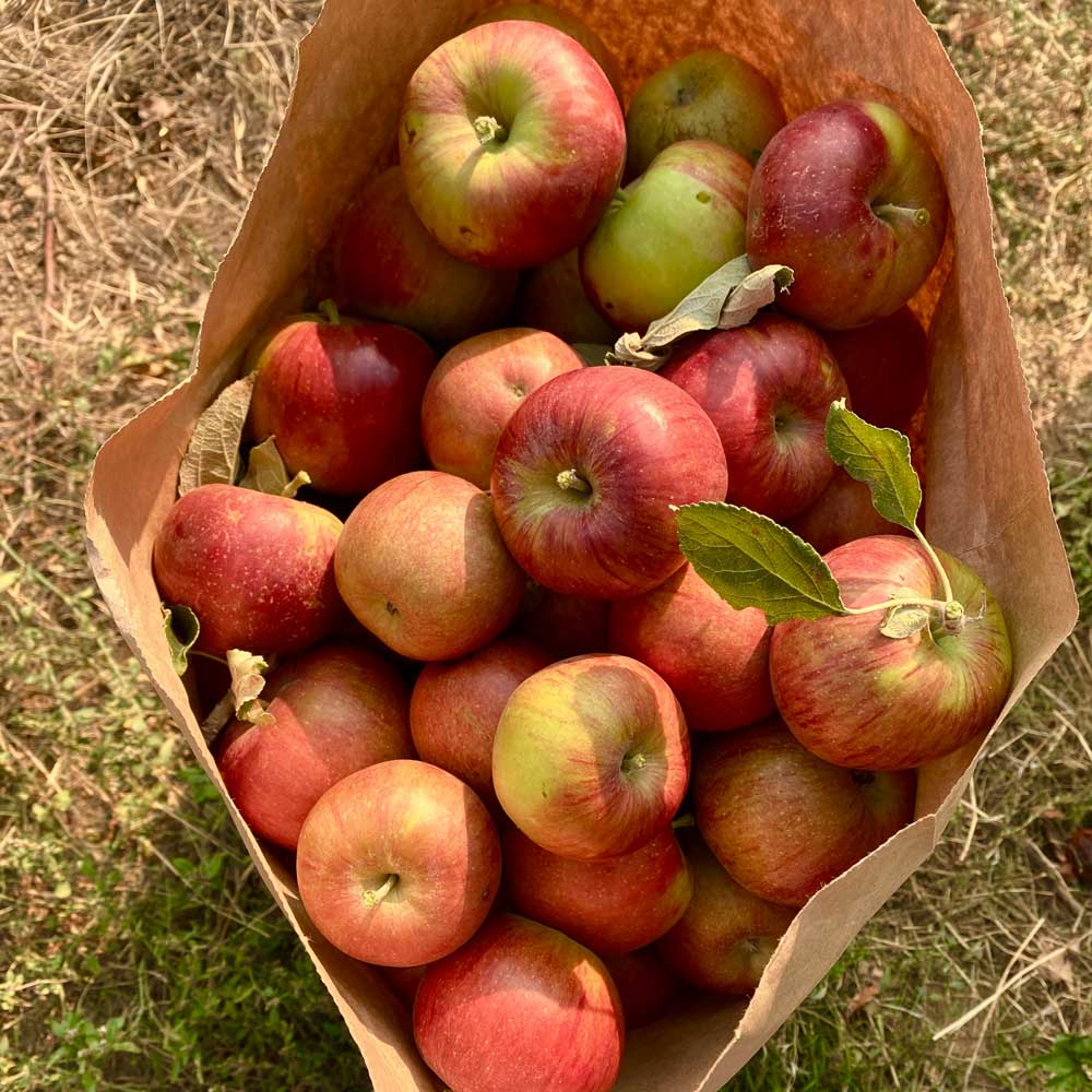 맛있는 경북제철 꿀사과 고당도 산지직송 못난이 홍로 초특가 사과 못난이 혼합과 22,900원