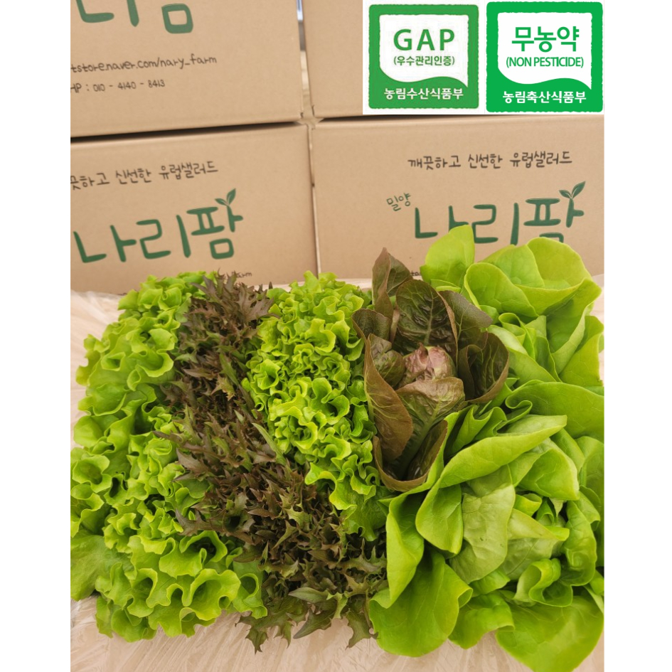 친환경 무농약 유럽샐러드 유러피안 샐러드 채소 1kg (6~8종) / 600g (3~5종) 유럽 상추 쌈채소 모둠 로메인 카이피라 버터헤드, 1kg, 1박스 12,900원