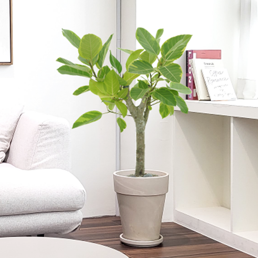 농원청년 크림토분 취임 영전 이직 승진 축하화분 실내 공기정화식물 사무실 카페 매장 공간 인테리어식물 거실화분 집들이 개업식 축하화환 여인초 금전수 뱅갈고무나무 아레카야자 행운목 83,000원