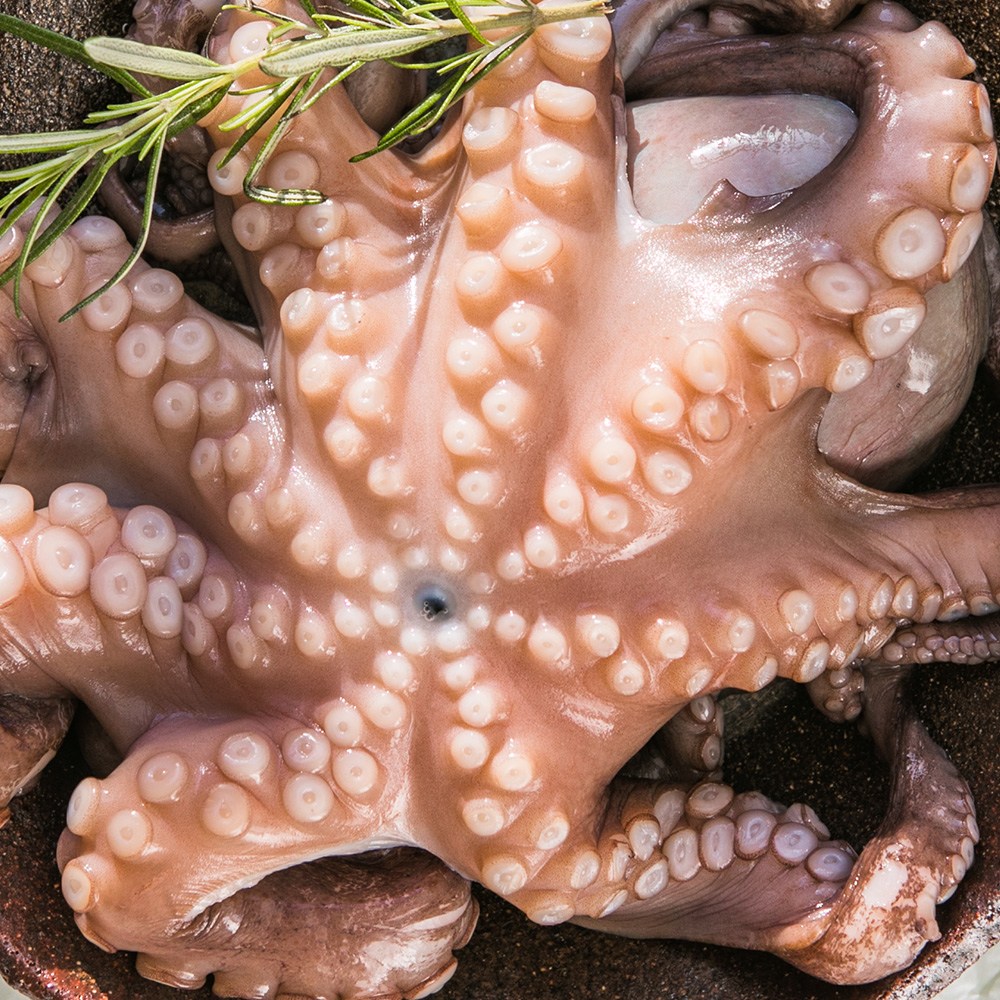 [산지직송] 자연산 활 생물 돌문어 통영 1kg 2kg 3kg 31,600원