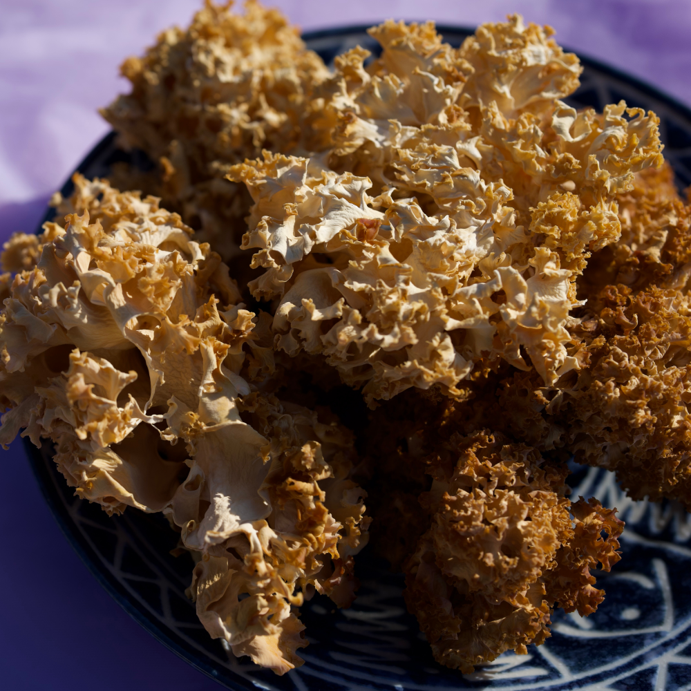 건조 꽃송이버섯 50g 유기농인증 무농약 신선농장 39,000원