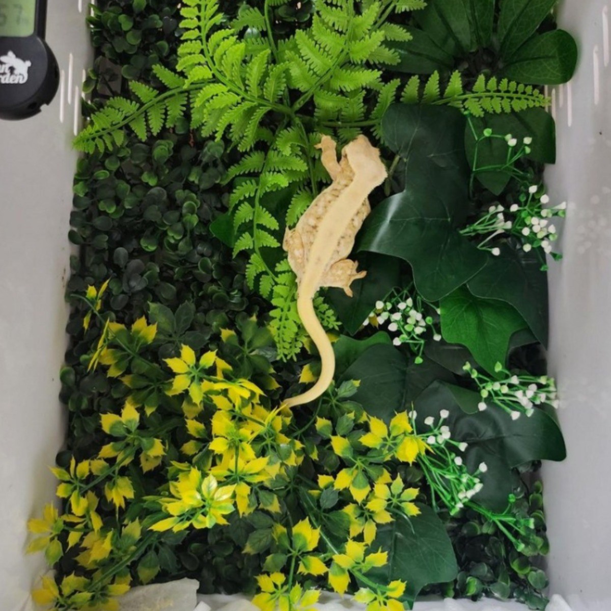 렙티언즈 크레스티드 게코 백스크린 정글타입, 1개, 그린 24,900원