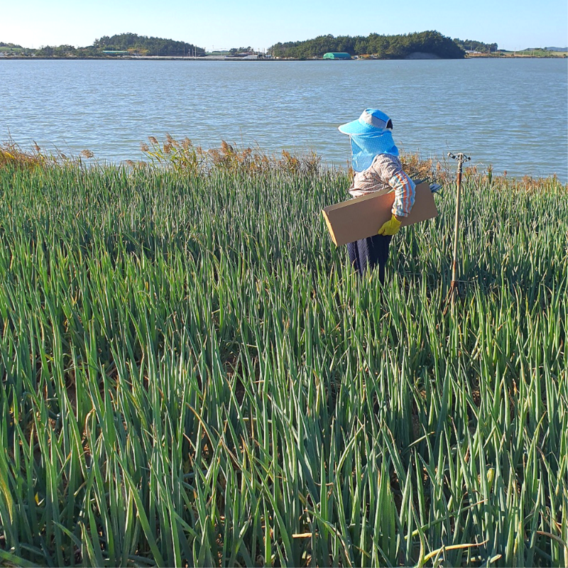 국내산 해풍맞은 진도 해남 뿌리있는 흙 대파 손질 노지 1단 한단 가정용 업소용 16,900원