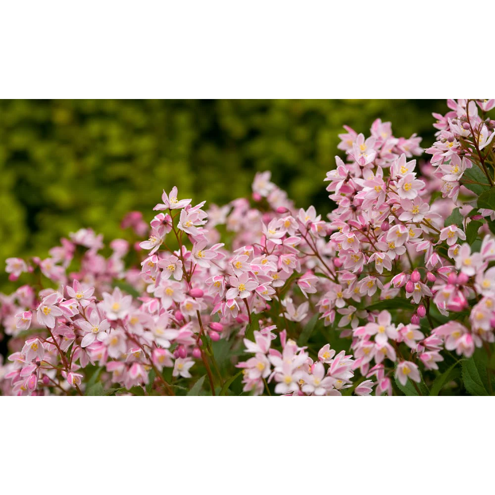 말발도리 유키체리블라썸 C3 포트묘 왜성 분홍꽃 노지월동 30,000원