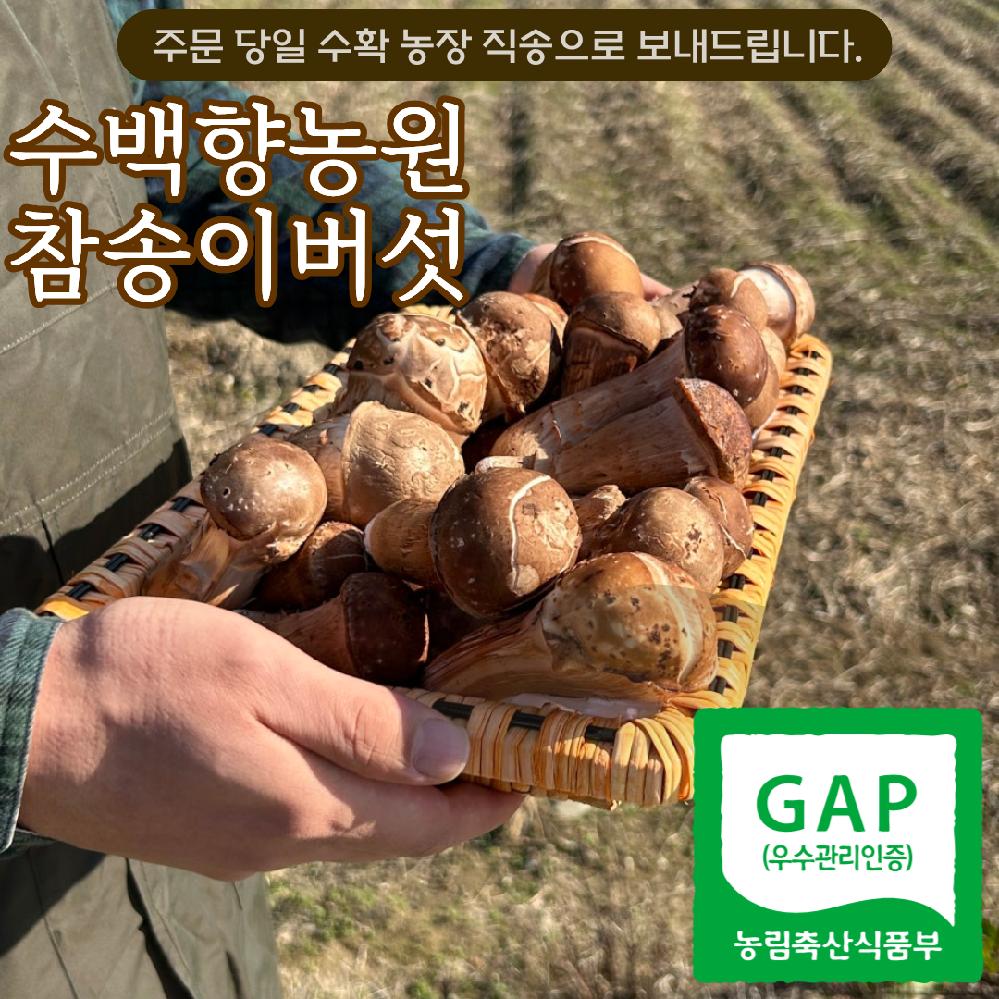 사천 수백향농원 직송 못난이 참송이버섯 500G (겉만 못난이,속은 황금급 향쫀쫀 식감,가성비), 1박스, 약 500G 36,710원