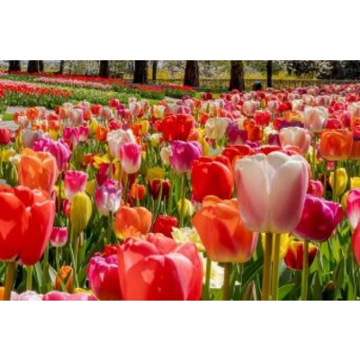 튤립-혼합 구근10개 9,500원