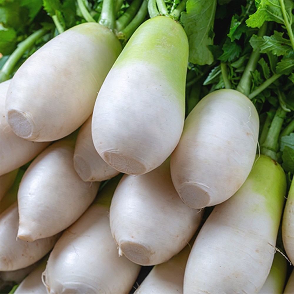 제철 세척완료 제주 월동무 달큰한 햇무 [BZN], 1박스, 15kg 9-15개 23,900원