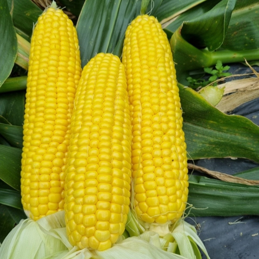 달콤한 냉동 초당 옥수수 10개, 1박스, 특상 18,900원