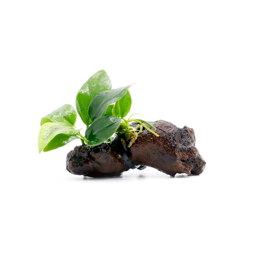 미미네아쿠아 활착 어항꾸미기 퍼펙트 유목 나나 7,200원