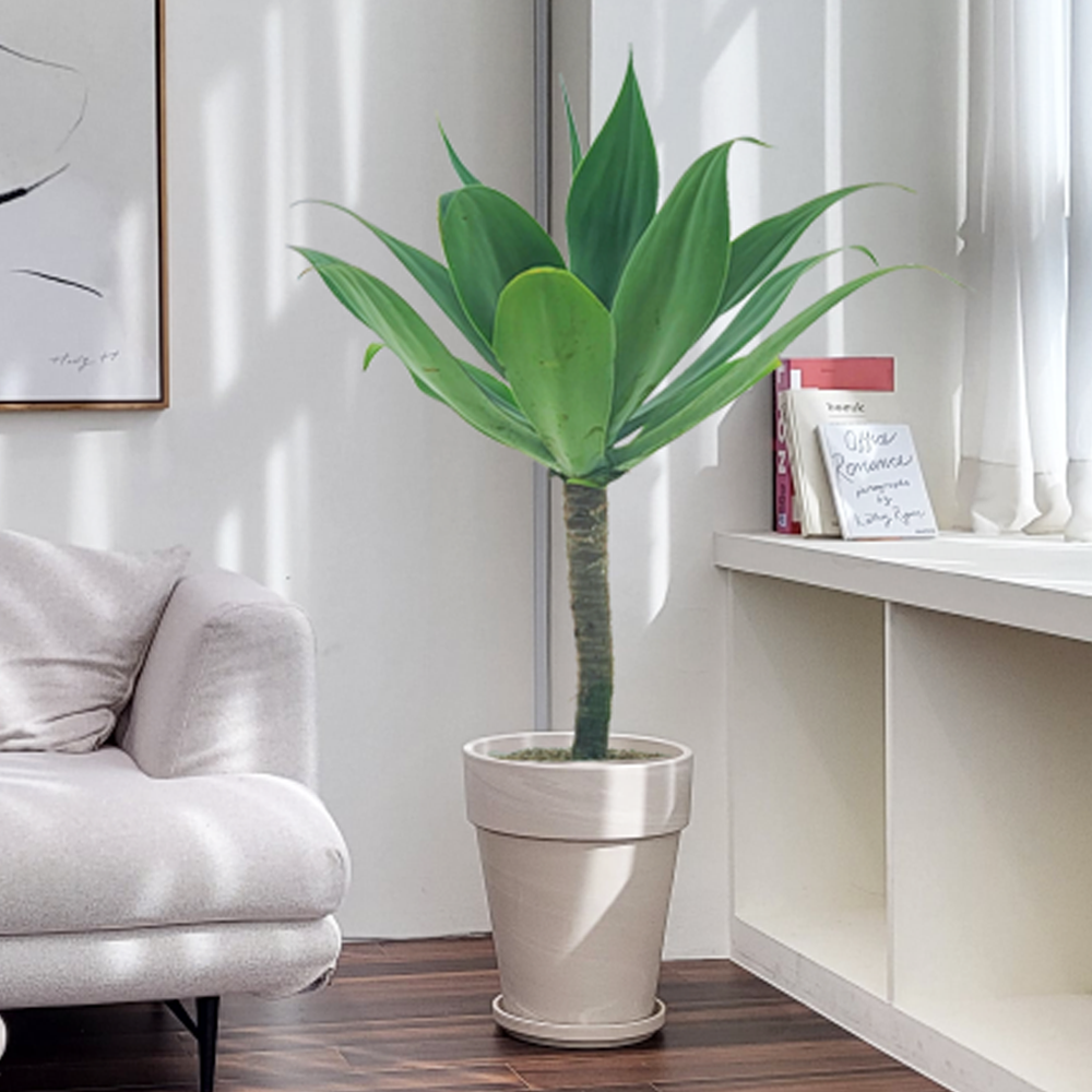 농원청년 크림토분 취임 영전 이직 승진 축하화분 실내 공기정화식물 사무실 카페 매장 공간 인테리어식물 거실화분 집들이 개업식 축하화환 여인초 금전수 뱅갈고무나무 아레카야자 행운목 199,000원