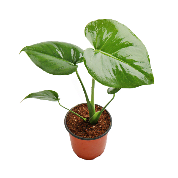 갑조네 몬스테라(소품) 실내 인테리어 공기정화식물 6,600원