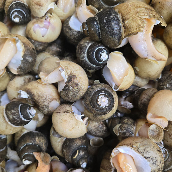 강원도 동해바다 조업 자연산 흑골뱅이 대, 기본 사이즈 당일발송 자숙발송 25,520원