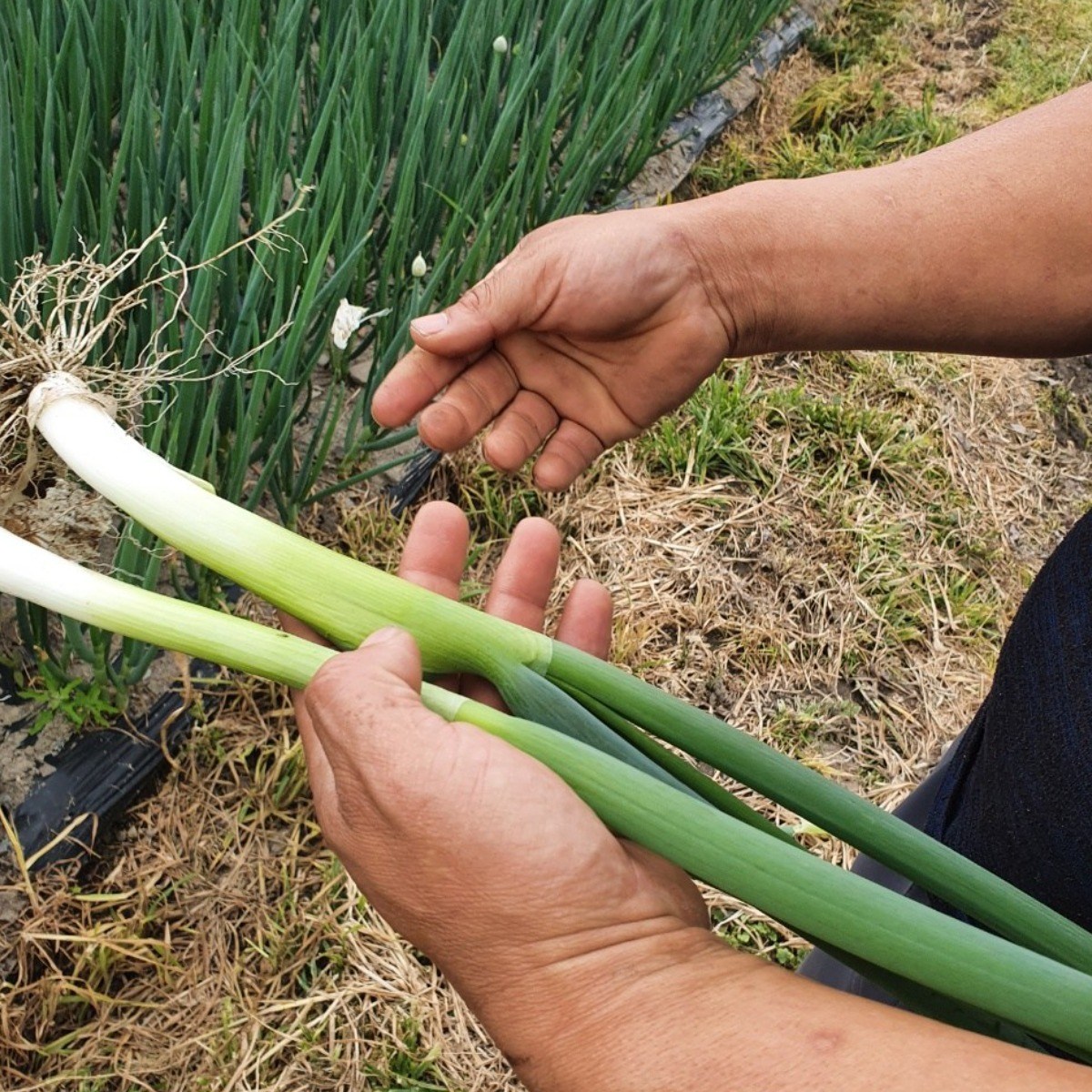국내산 손질대파 1kg 2kg 7,410원