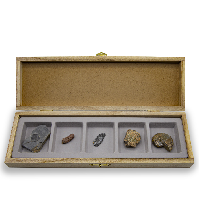 [ARi-D4505] 초등화석5종 (삼엽충.산호.고사리.조개.암모나이트) 87,770원