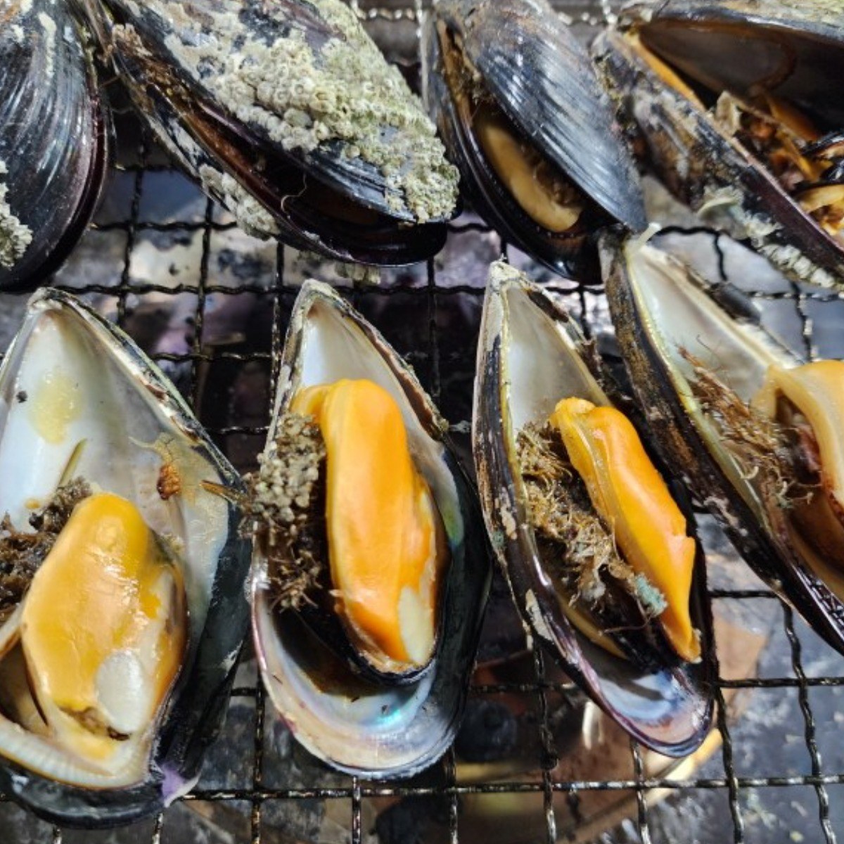 바다가 키운 왕건이! 자연산 대왕 담치, 홍합, 섭, 1박스, 3kg (18미 내외) 54,400원