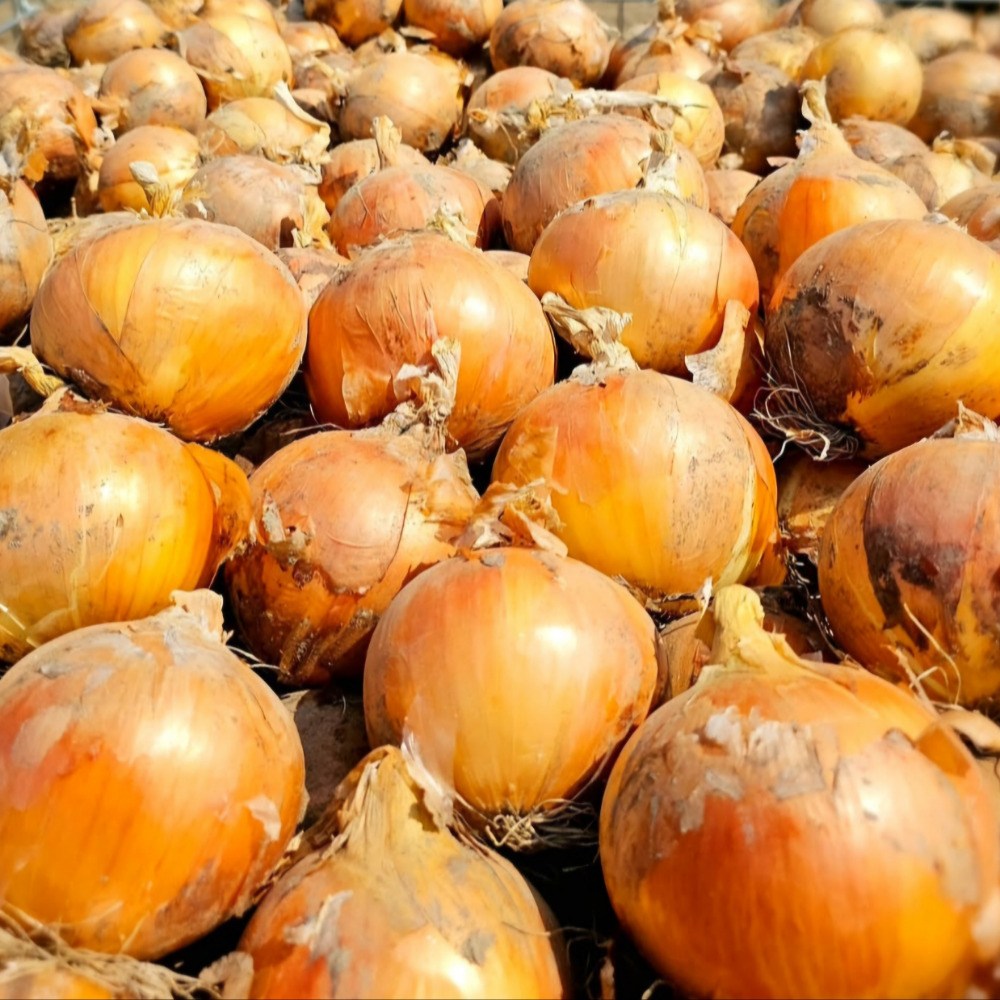 탐나유 국내산 무안 양파 햇양파 5,900원