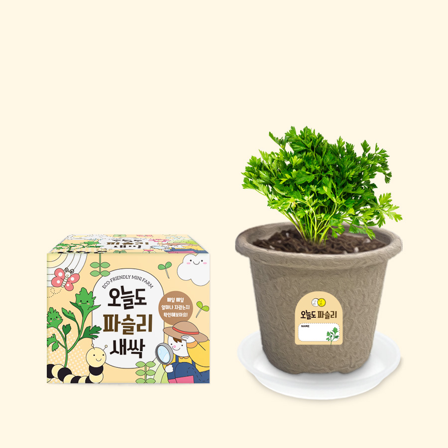 오늘도새싹 식물키우기 파슬리 미니화분, 파슬리 2,600원