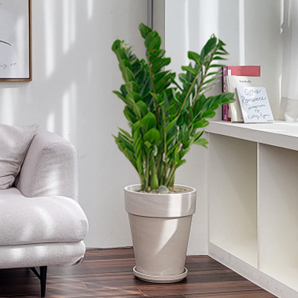 농원청년 크림토분 취임 영전 이직 승진 축하화분 실내 공기정화식물 사무실 카페 매장 공간 인테리어식물 거실화분 집들이 개업식 축하화환 여인초 금전수 뱅갈고무나무 아레카야자 행운목 135,000원