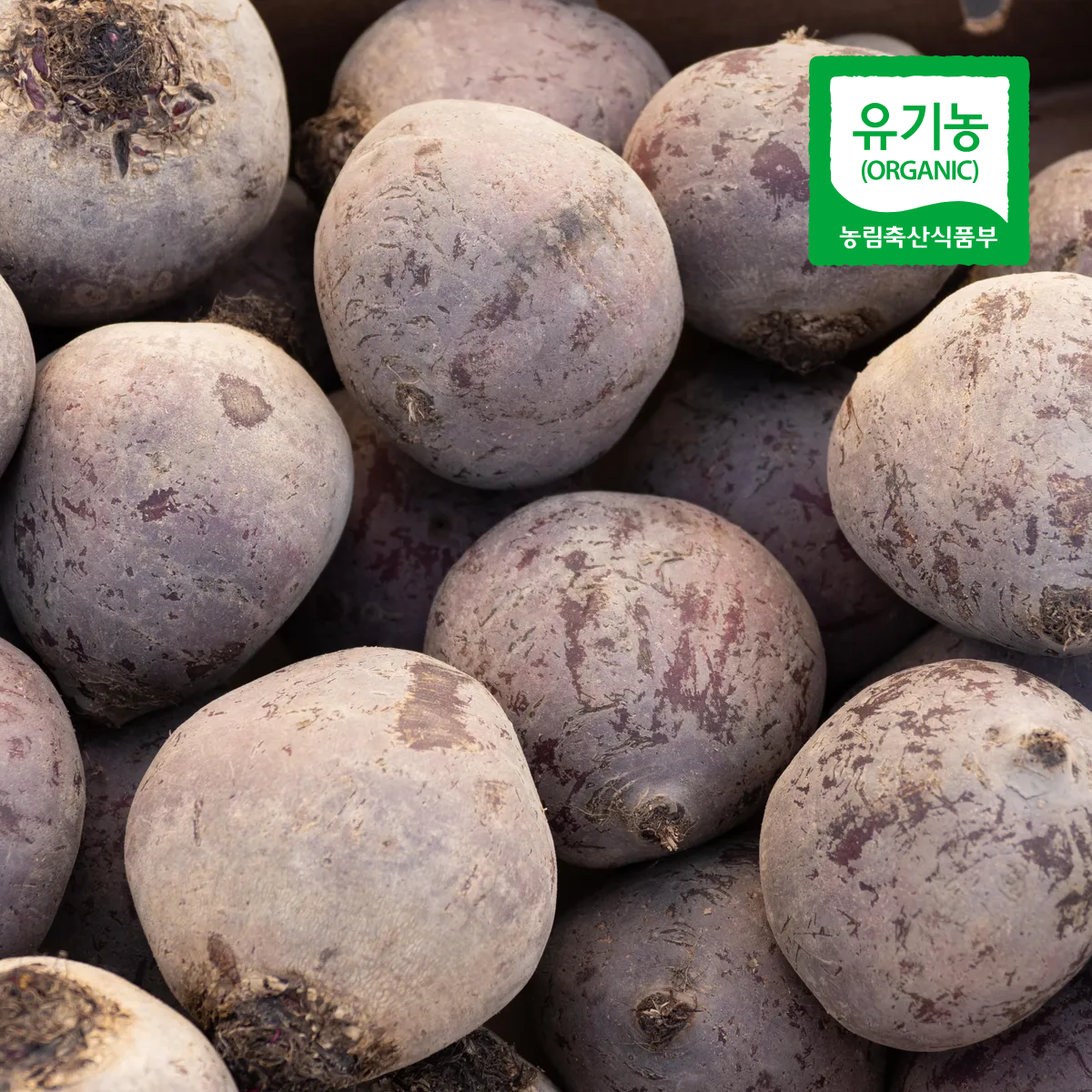 [우리농 산지선별] 국내산 유기농 비트 (건강즙1포증정), 1세트, 1kg 6,000원