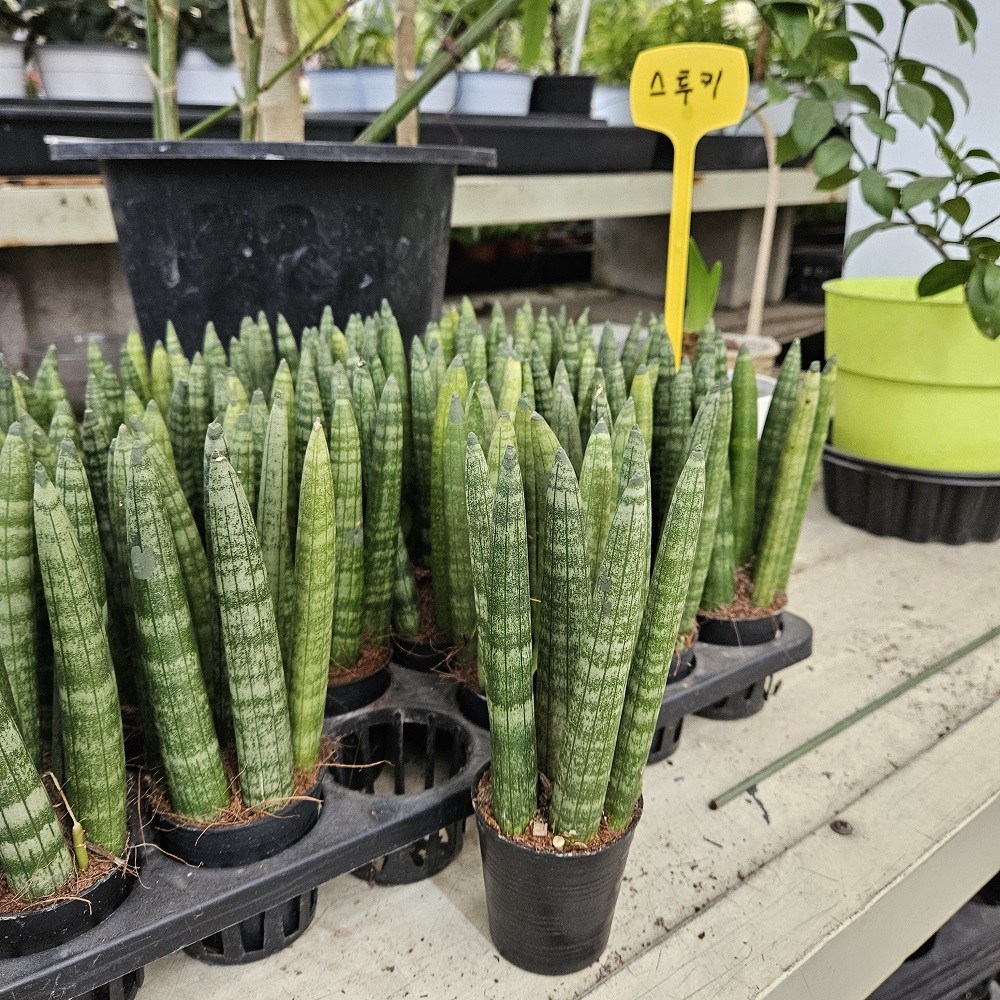 실내공기정화식물 스투키 산세베리아 소품, 1개, 단일 6,000원