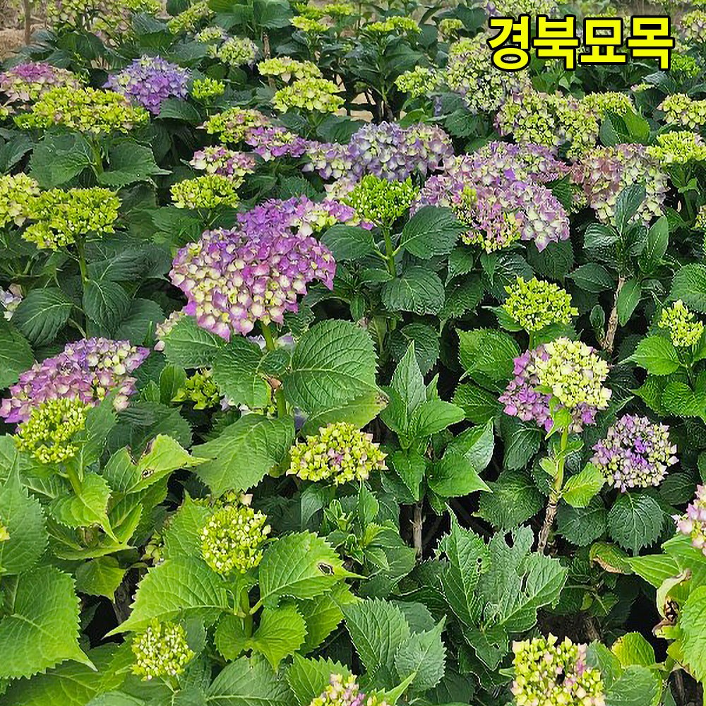 (경북묘목) 우수한품종의 수국나무묘목 분묘 포트묘 판매중, 1개, 제주수국 분묘(엔들레스썸머) 20,000원
