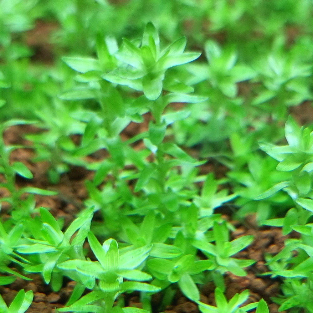 [수초인] 스타레인지 (이끼, 달팽이가 없는 수초), (구피 새우 물고기 어항 은신처 고급 수초) 12,700원