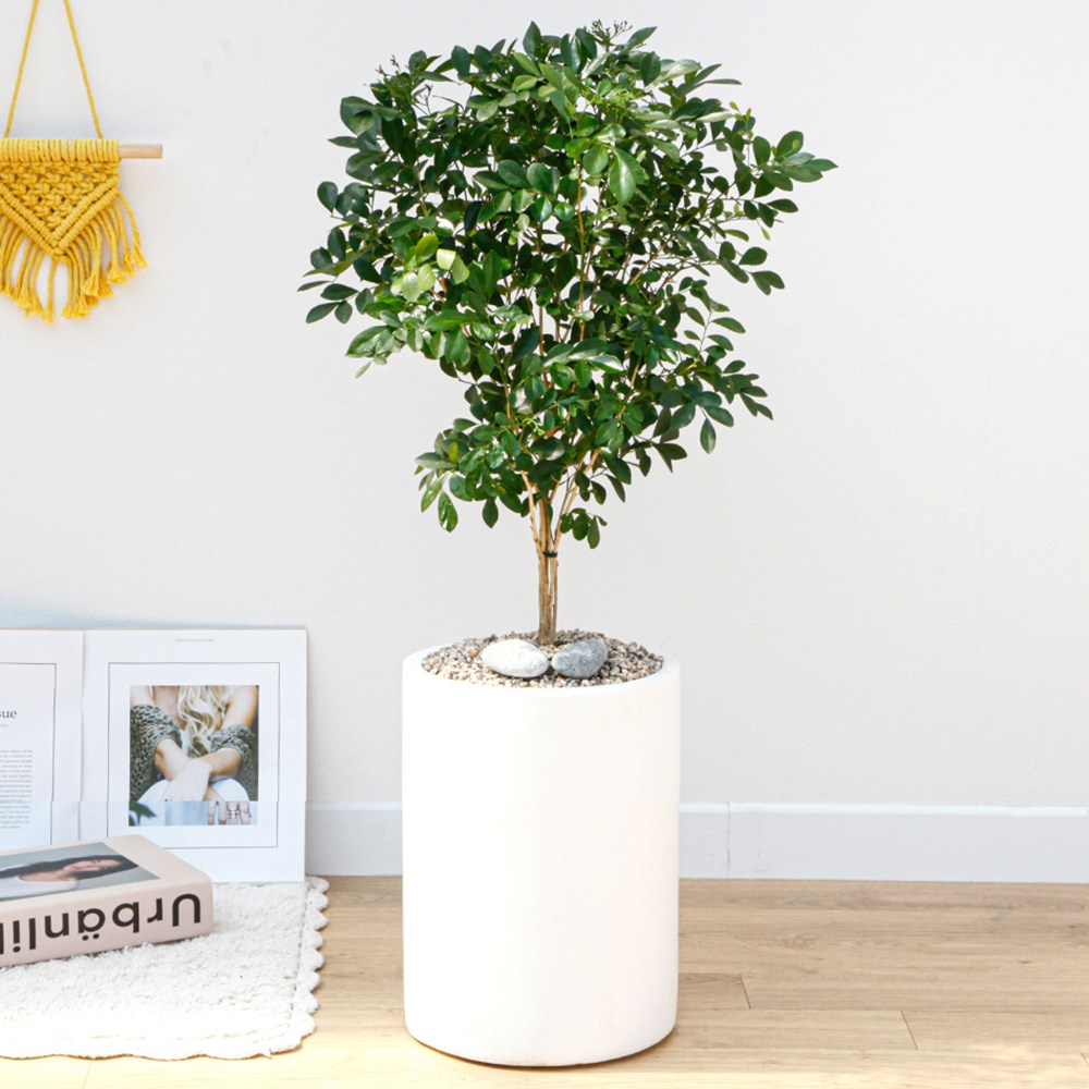 드셀플라워 금전수 중형 집들이 선물 승진 사무실 이전 병원 개원 개업식 축하 화분 배달 당일배송 시멘트 95,000원