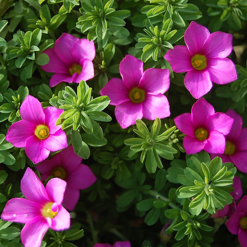 //초화//옥살리스(사랑초)-히르타 고덴버그 구근10개셋트 25,000원