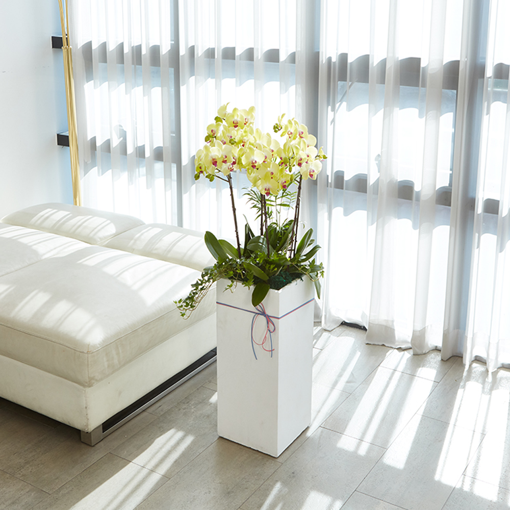 농원청년 서양란 옐로우호접란 고급형 1호 승진 영전 취임 개업 축하화분 축하난 개업선물 149,000원