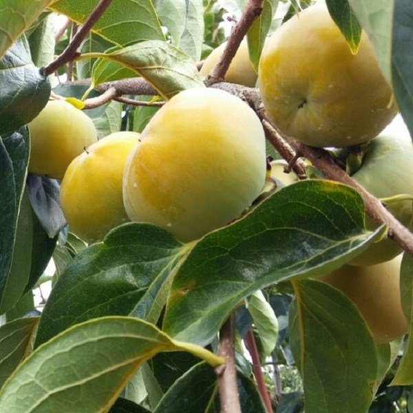 태웅농원 크고 단단한 밀양단감 5kg, 1박스, 5kg 25,000원