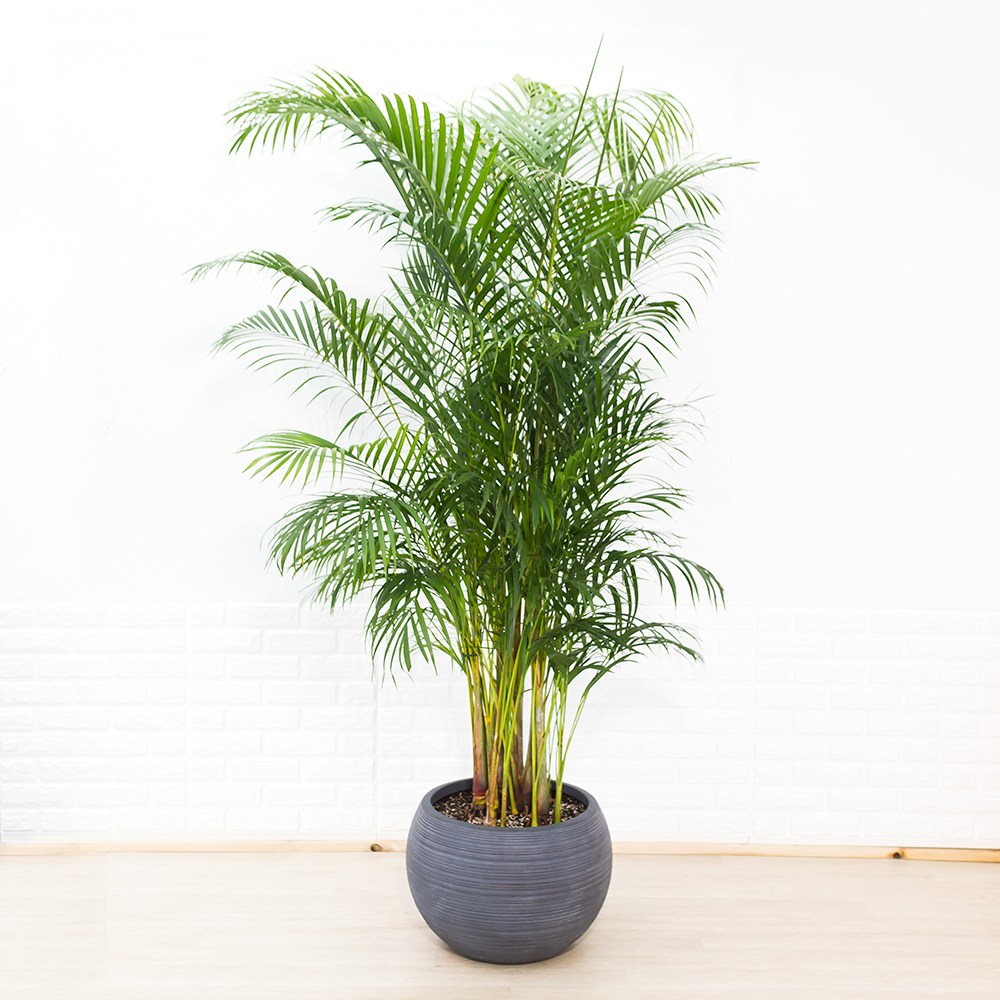 기업용 특대형 아레카야자 호텔로비용 초대형 실내공기정화식물 대형 카페식물 540,000원