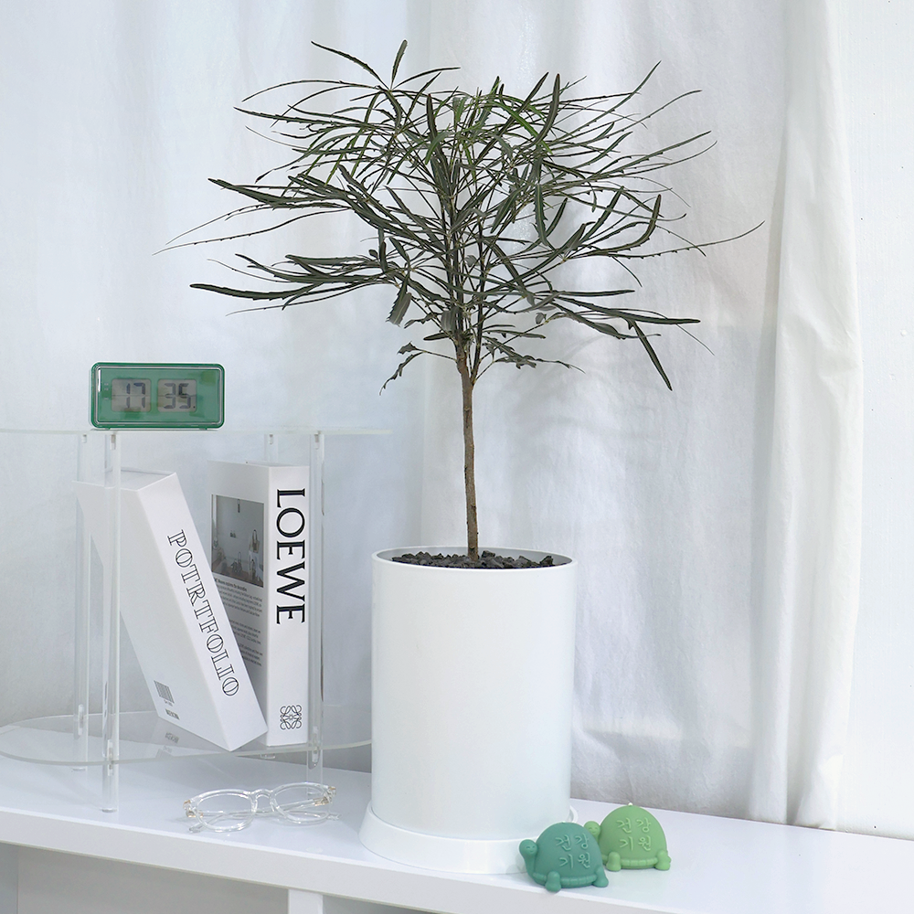 개업선물 BEST 1위 : 아라리아 (높이 70cm내외) i-0542 [전국당일배송] 인테리어 식물 축하 집들이 선물 개원 66,500원