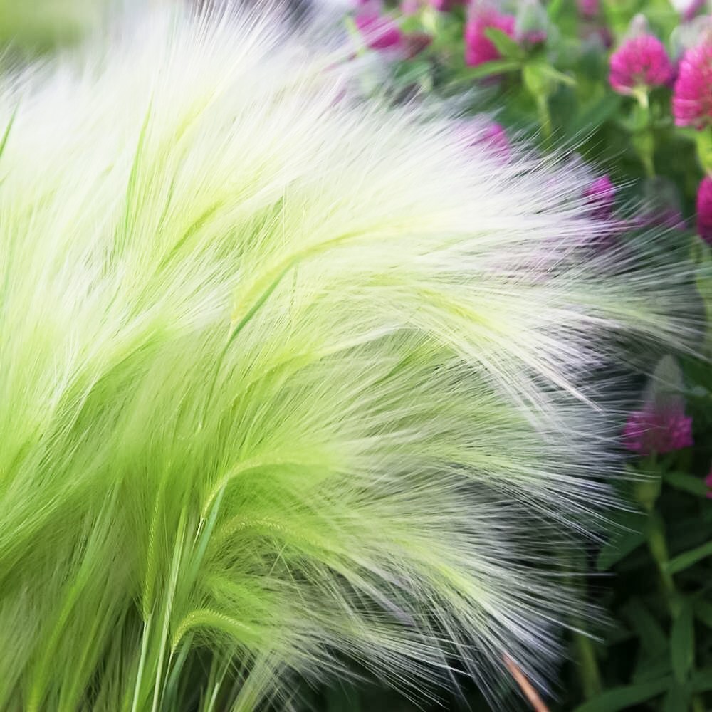 Grass 다람쥐꼬리사초 씨앗 20립 소포장 대포장 선택, 1개 32,300원